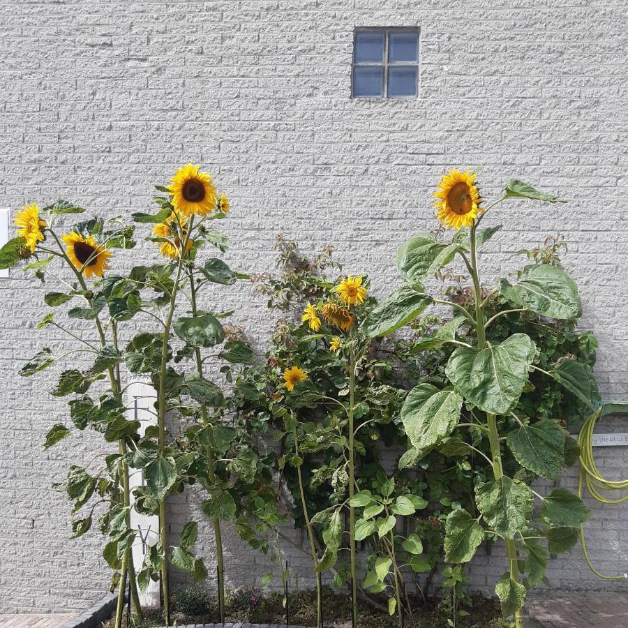 Sunny Apartment *